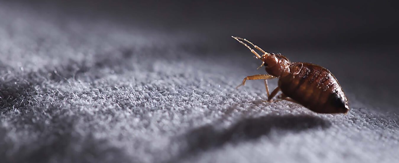 Bed bug exterminator