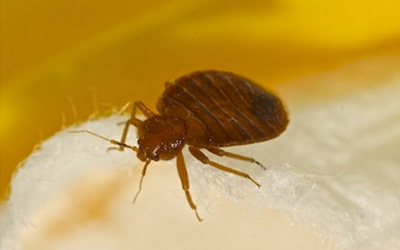 Top 3 Effective Techniques To Remove Bed Bugs Faster