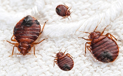 How Dangerous Bed Bugs Can Be?