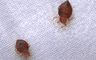 Bed Bugs