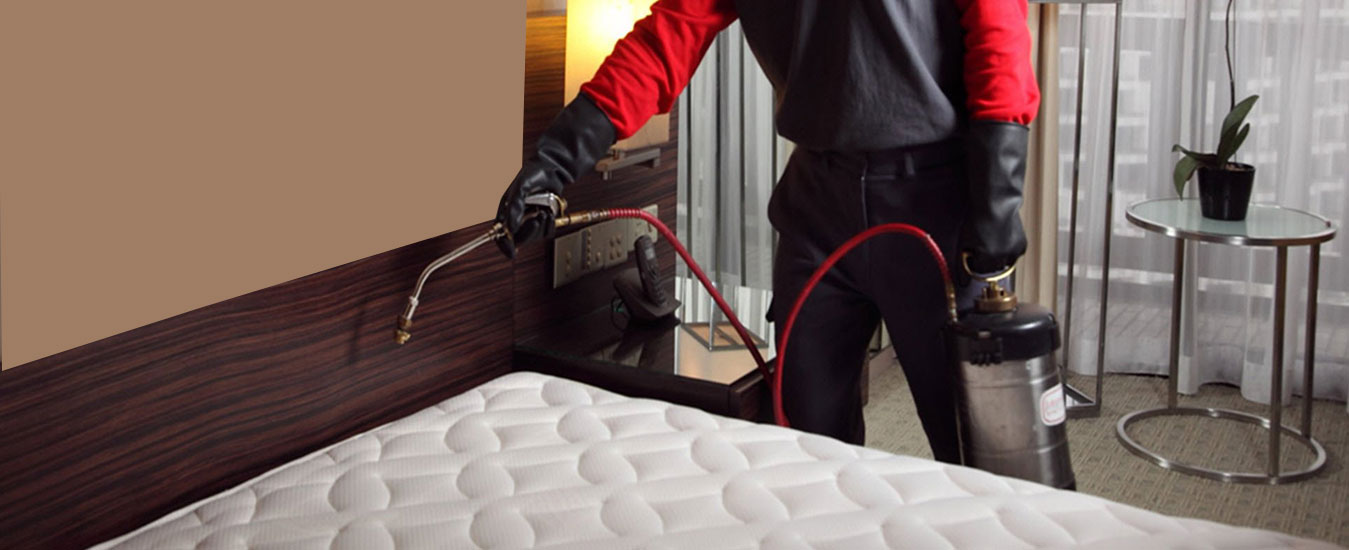 Bed bugs treatment