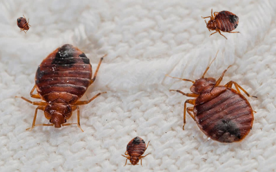 Bed Bugs