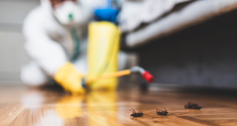 Bed bug exterminator Halton Region