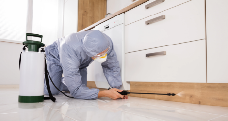 Bed Bug Exterminator in KW Guelph Region